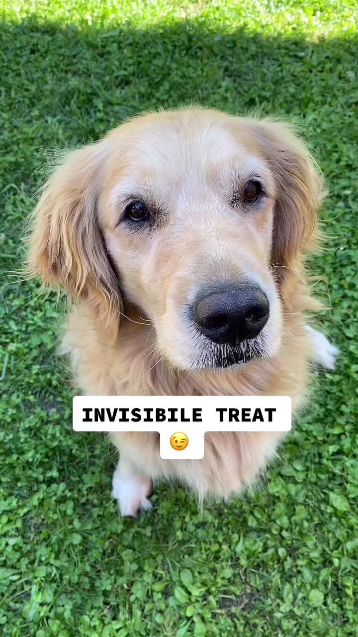 @🐶PENNY🐶