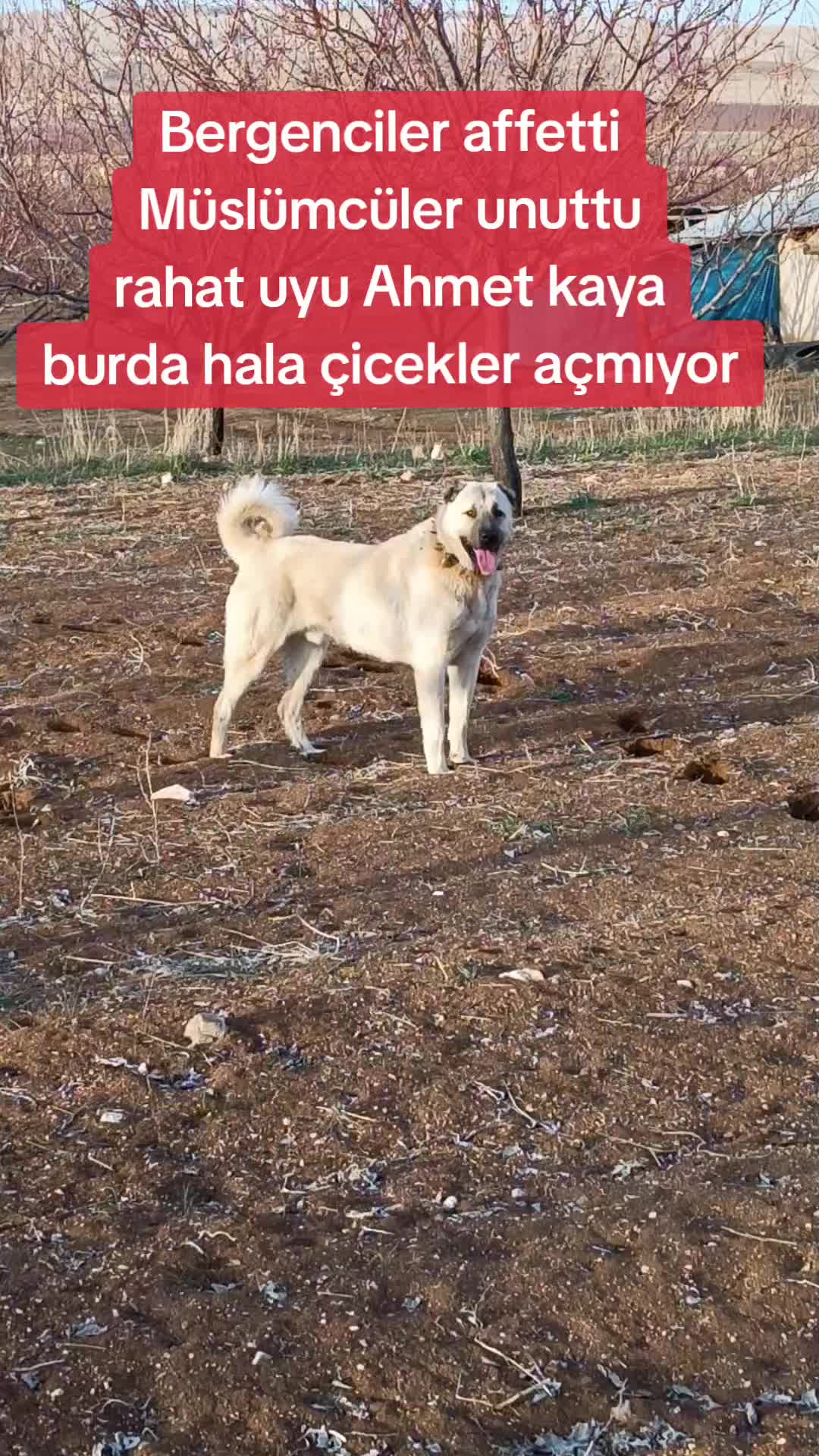 @Ozan Akçay