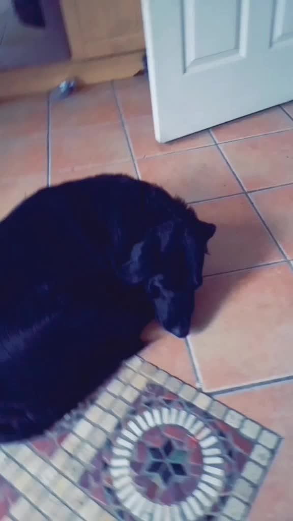 @NachoAndFriends