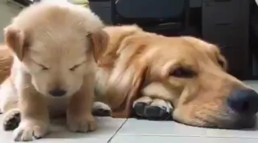 @pet_lover😍