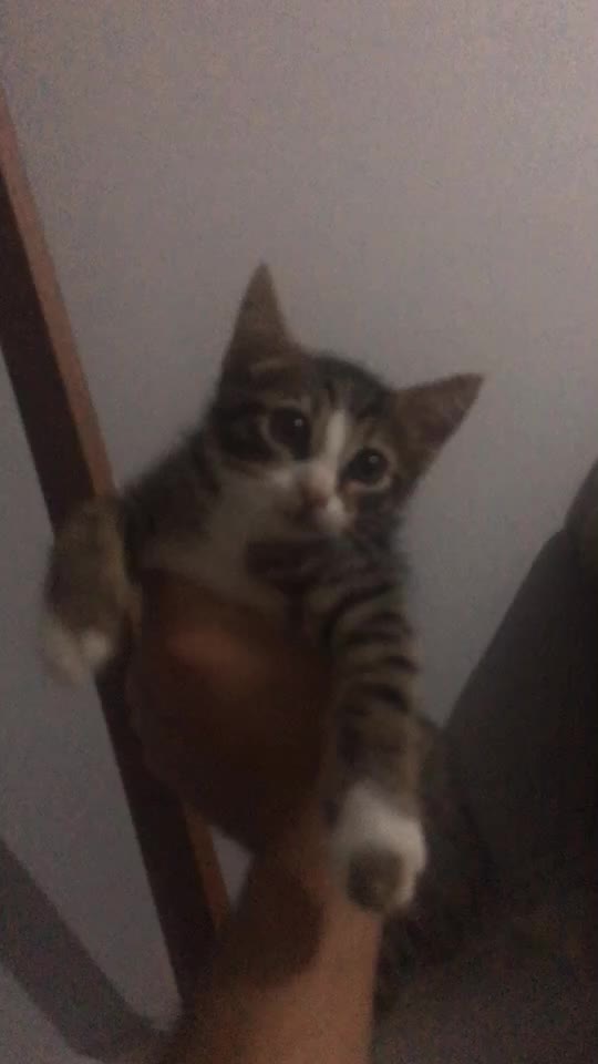 @ŞİRİN 🐈🐈