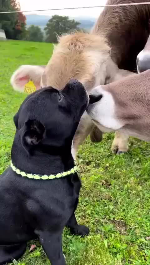 @Contenider