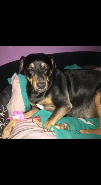@🐶💋Ronni💋🐶
