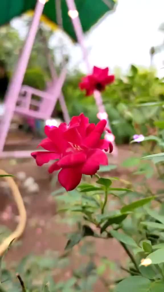 @Sʋʀʌj Soŋĸʌʀ