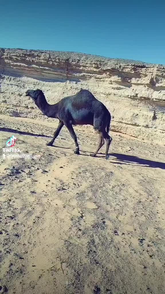 @ضعنا 🤪 يا 🤪جدي