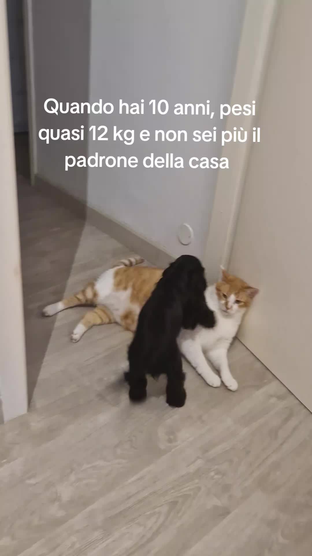 @lolita.la.cockerina