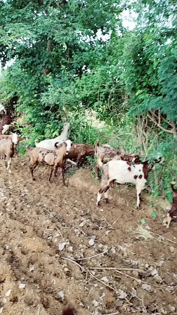 @अरविंद राम देवासी