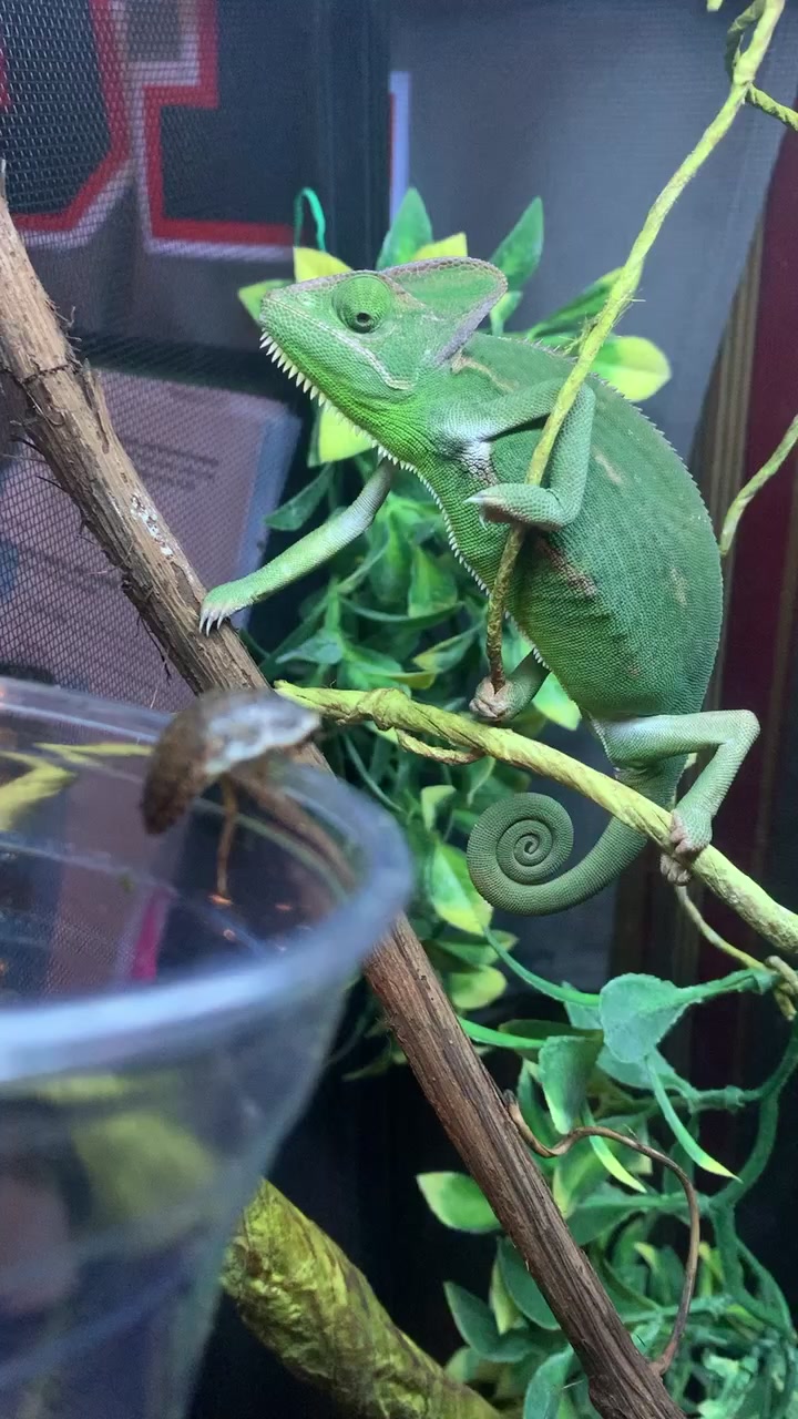 @Reptile Edu-tainment