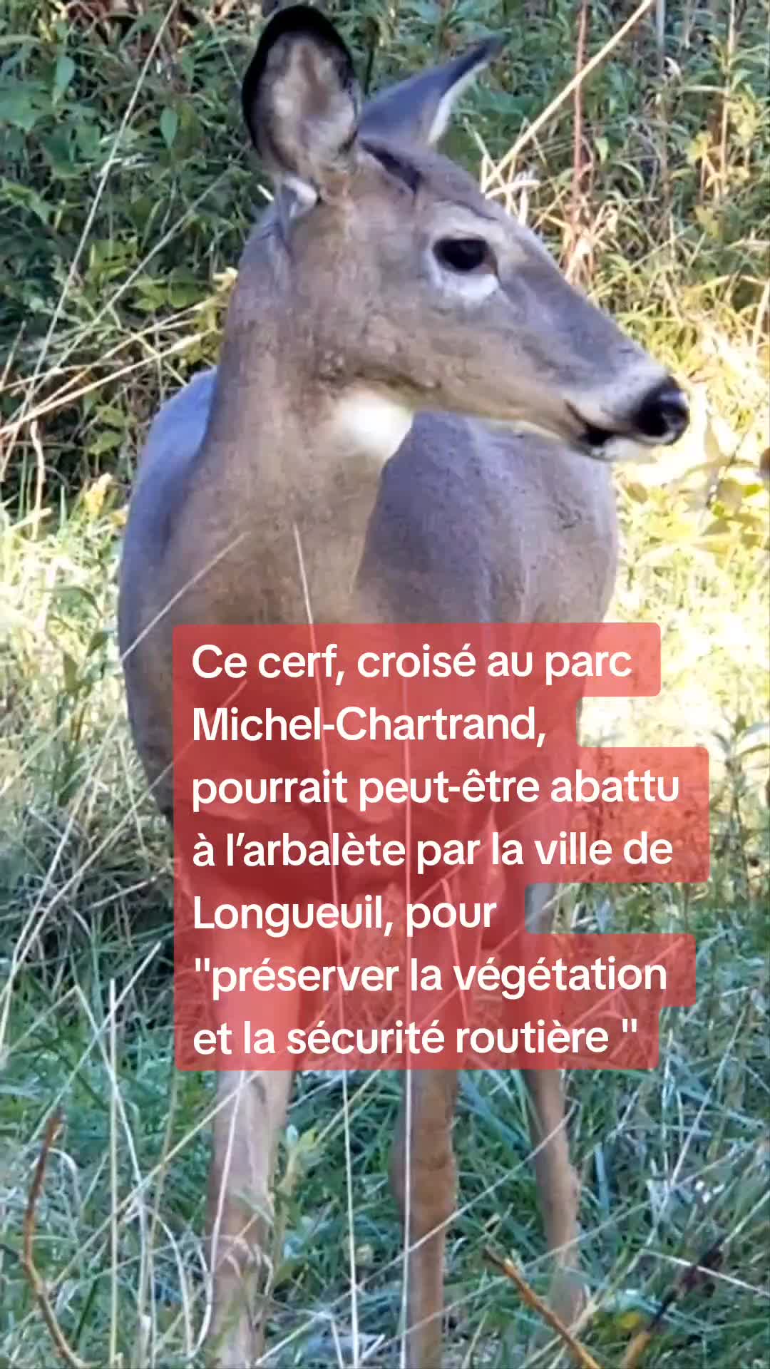 @KimoLeFou