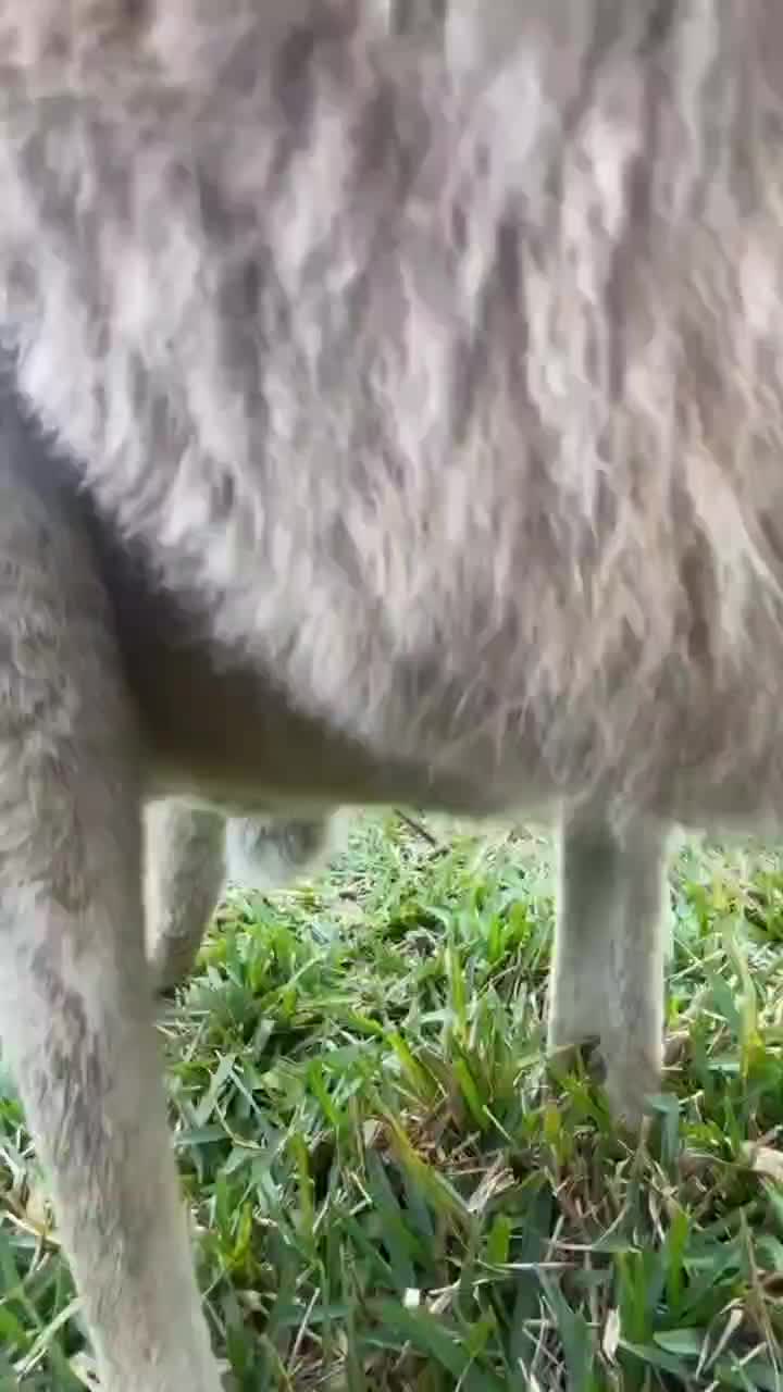 @LONGLEGZK 💜🫶🏿💚