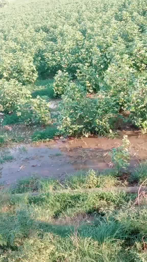 @Rohit. punia