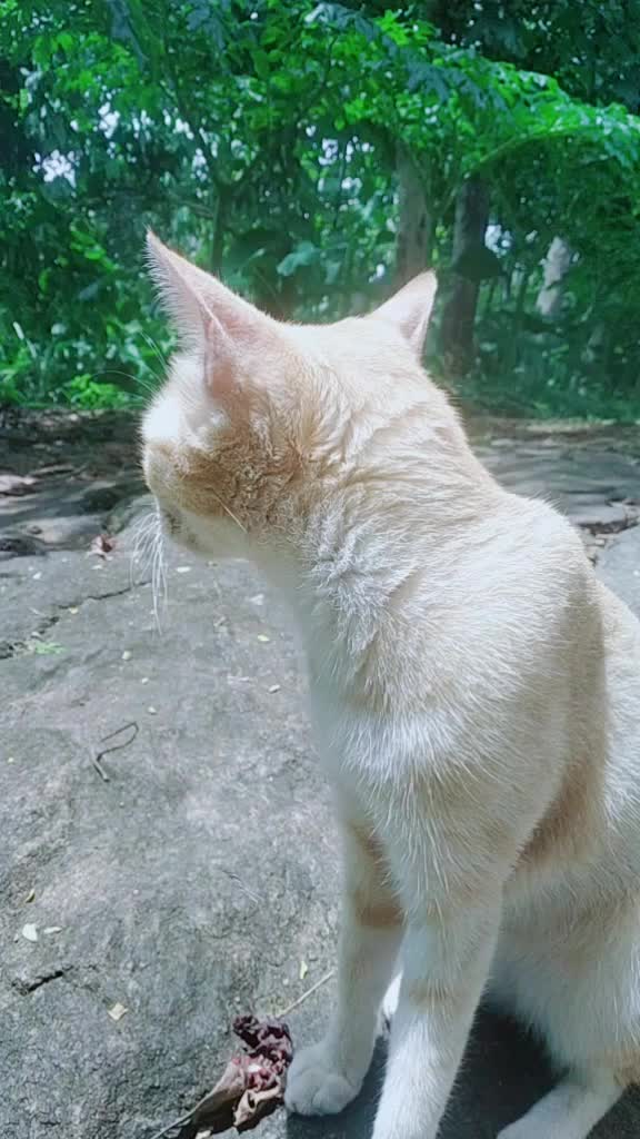 @കുഞ്ഞി..🐈