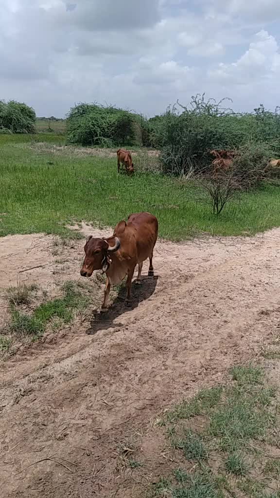 @govidbhai65