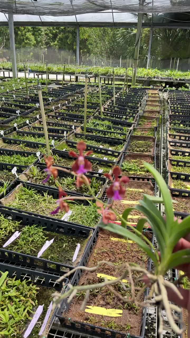 @Motes Orchids