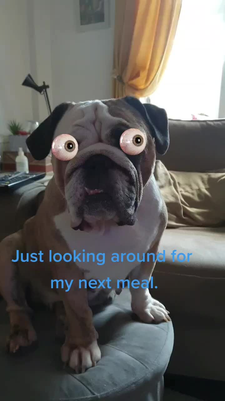 @bulldogCoco