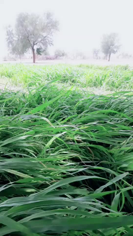@Bishnoi 2929