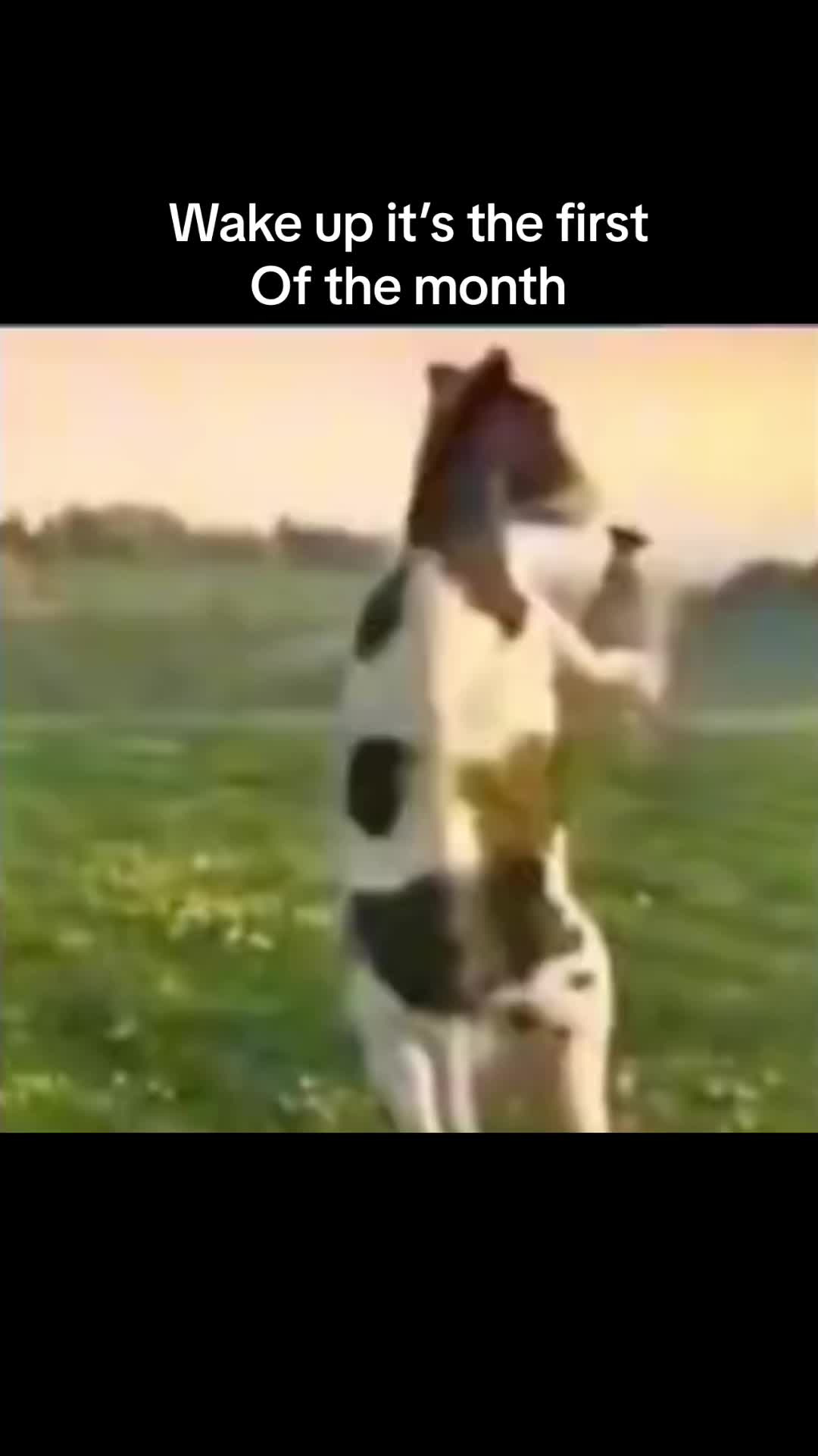 @He\him