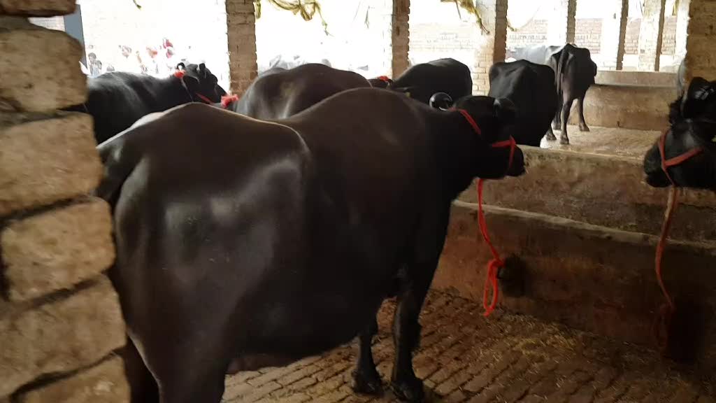 @Moostory