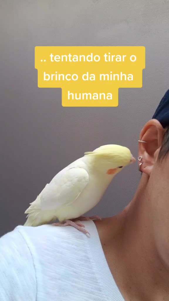 @NarutoCalopsita_Pets