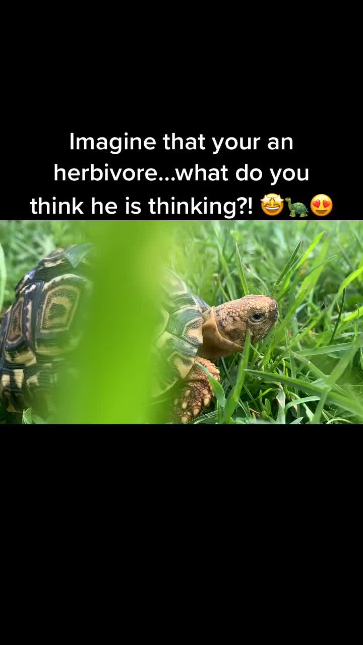 @Reptile Edu-tainment