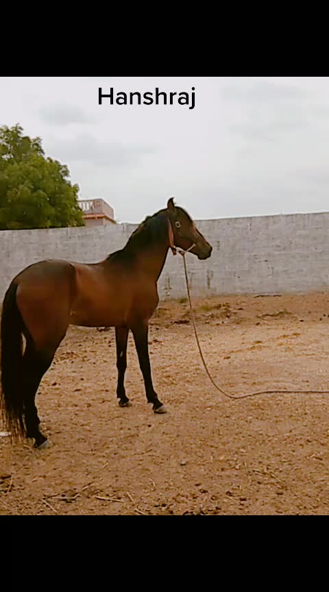 @mokha Ranjitsinh