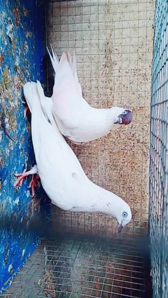 @Kirat Dhilwan
