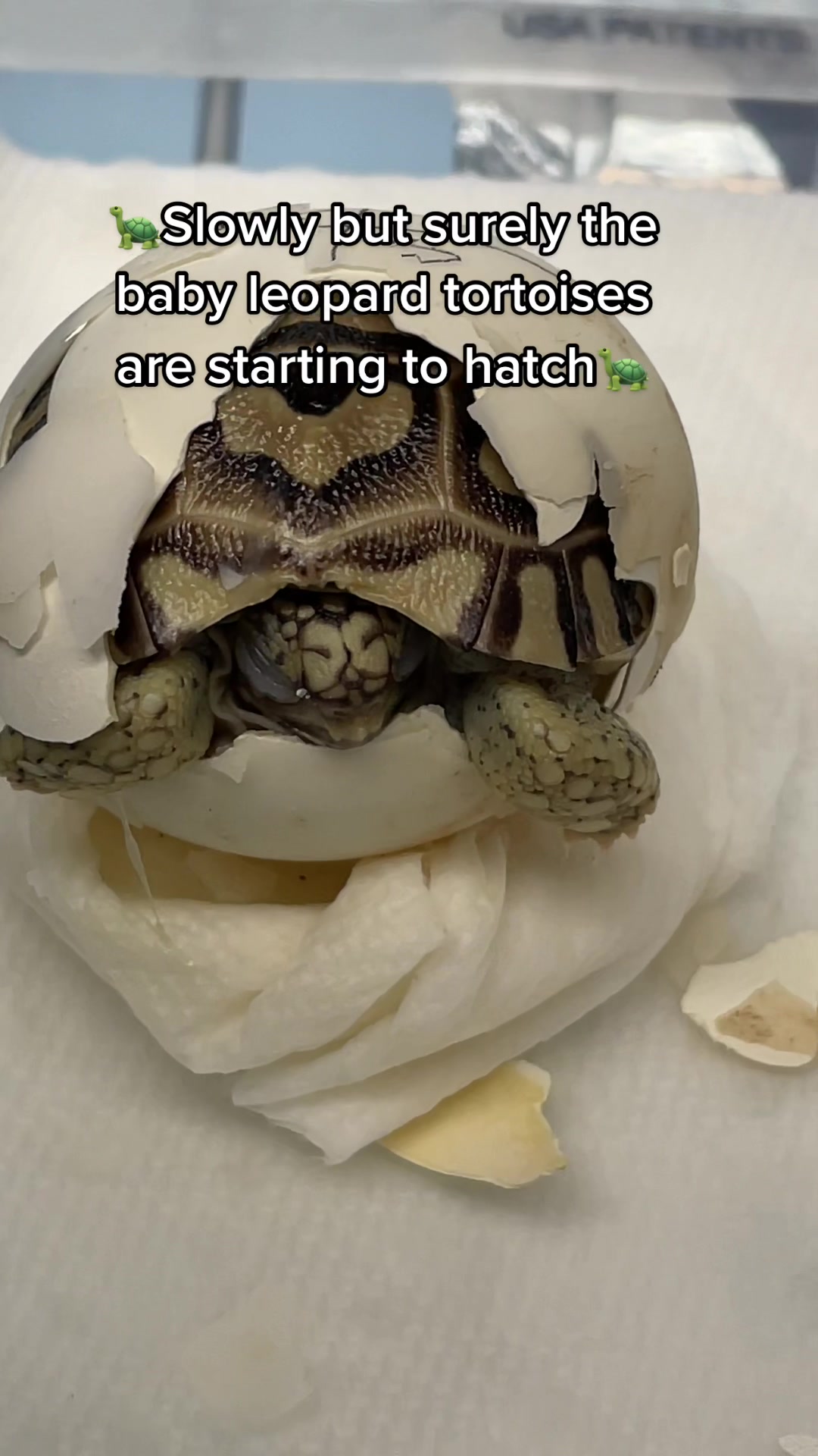 @Houghtling Reptiles