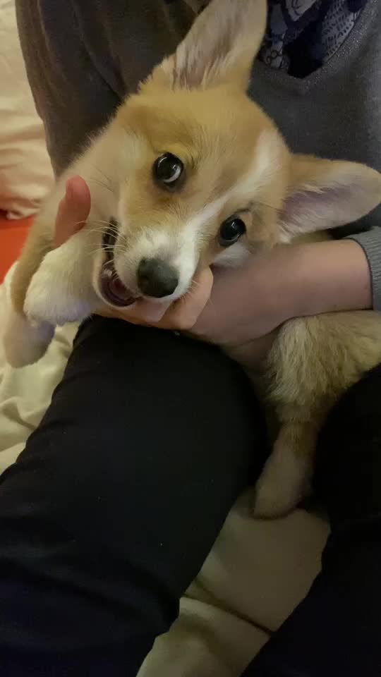 @jasminkathecorgi