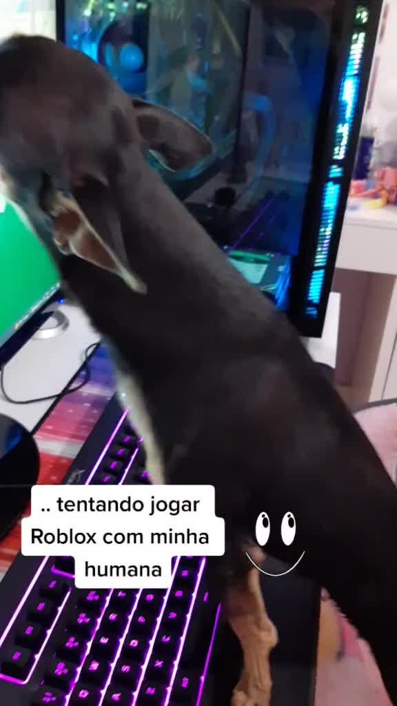 @NarutoCalopsita_Pets