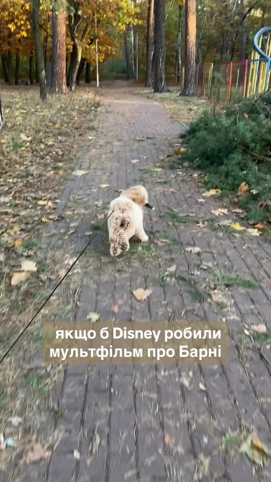 @barney poochon 🐾