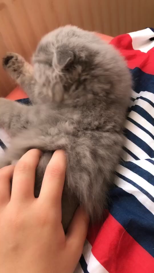 @Lili🐱❤️