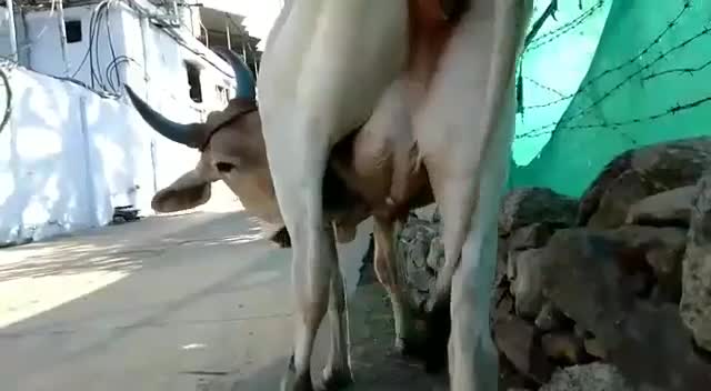 @srikant