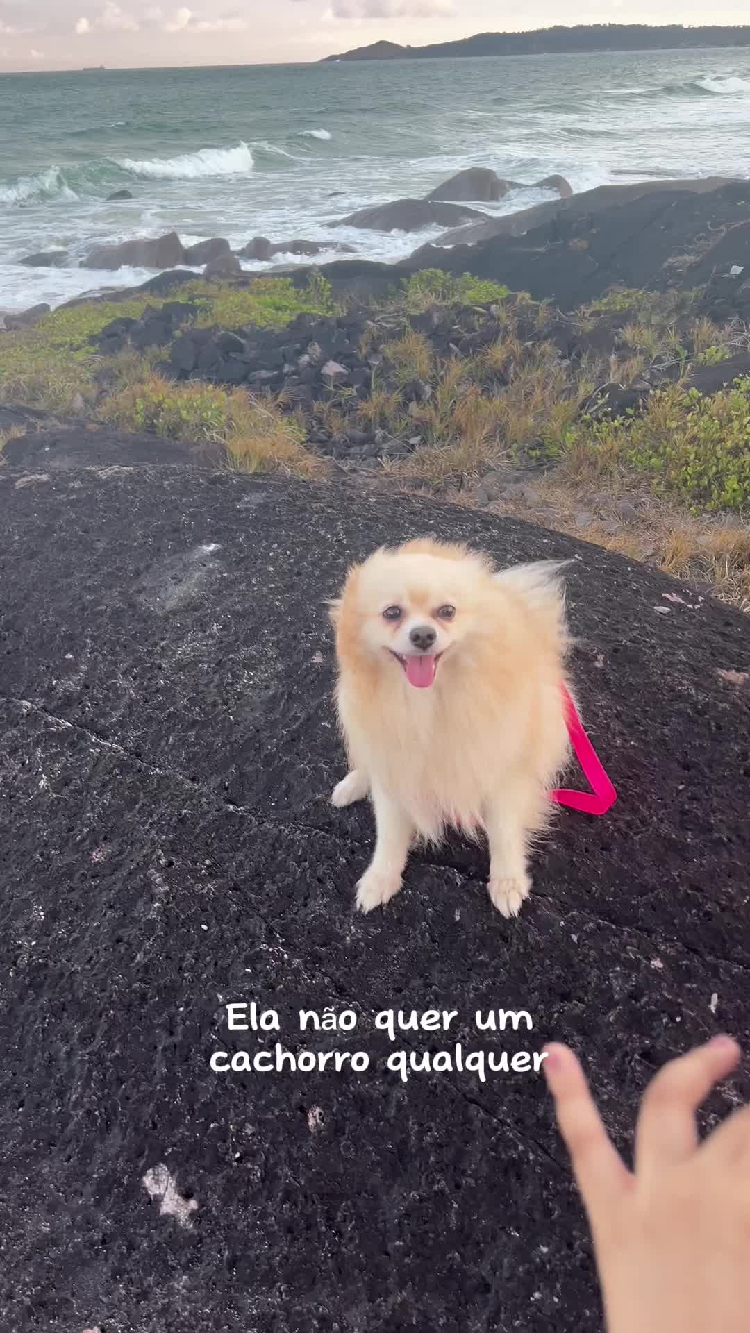 @ellen_s4ntos