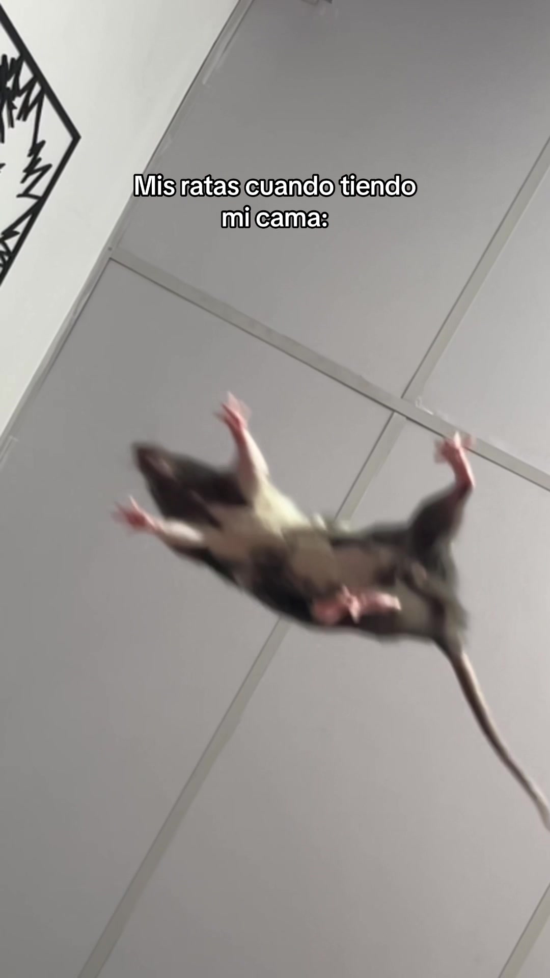 @๐ฒ๐๐๐๐ ๐๐๐๐ ใ