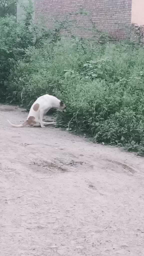 @monu manesar
