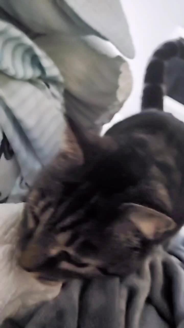 @Nekomaxychan