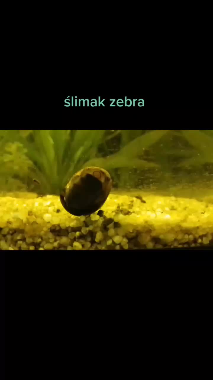 @🐟Mój wodny świat🐟