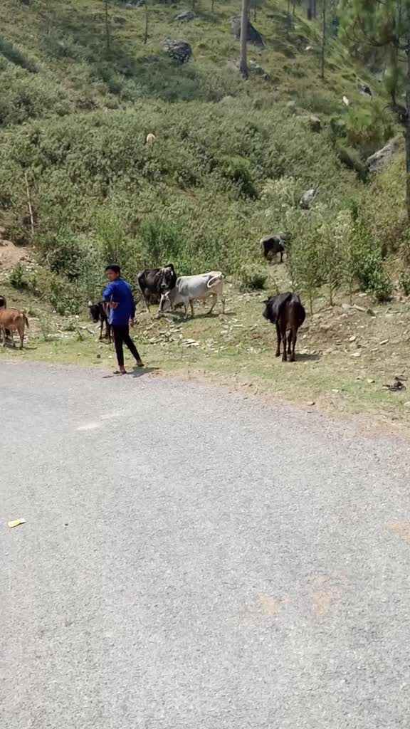 @❤️Pahadi Noni..❤️