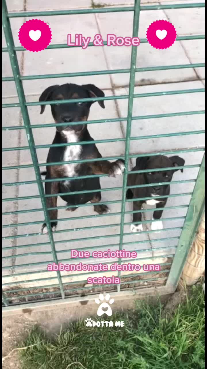 @Rosy Guerino