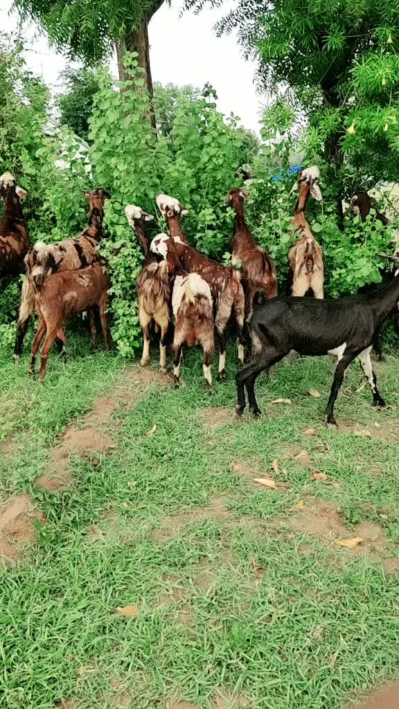 @अरविंद राम देवासी