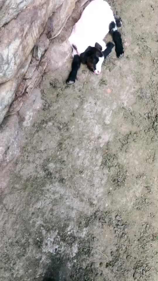 @*{deli ormanlı}*