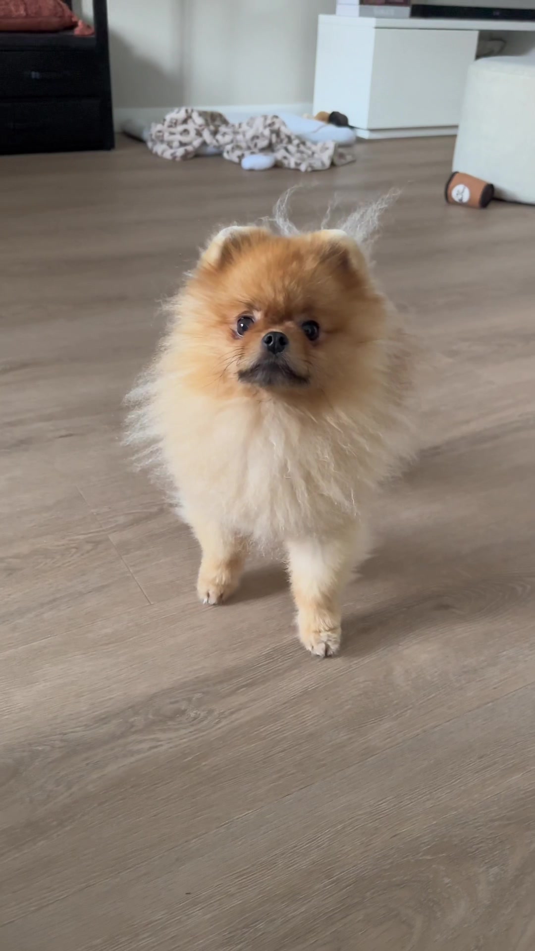 @yoshi.thepom