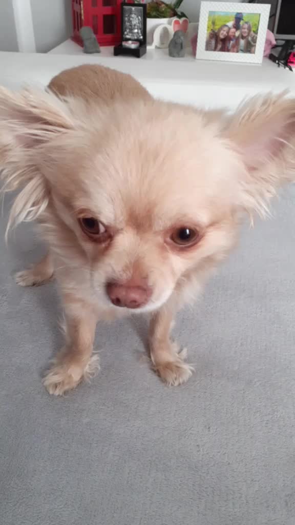 @sissi_dog