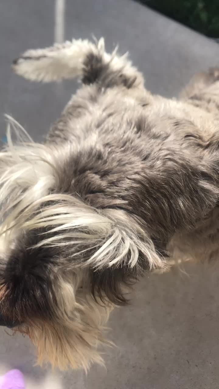 @max_pooch