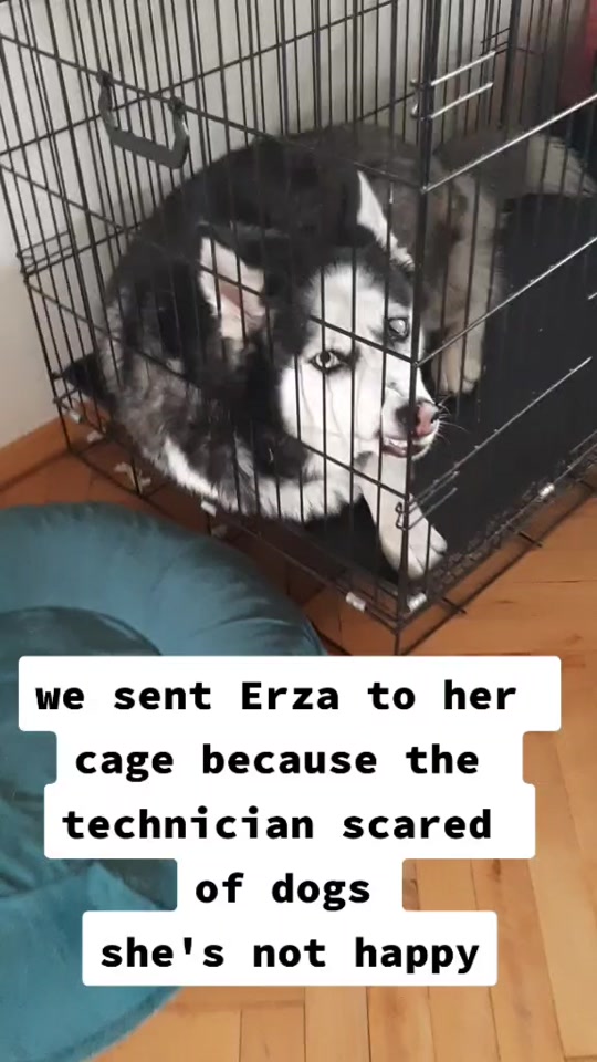 @Erzathehusky
