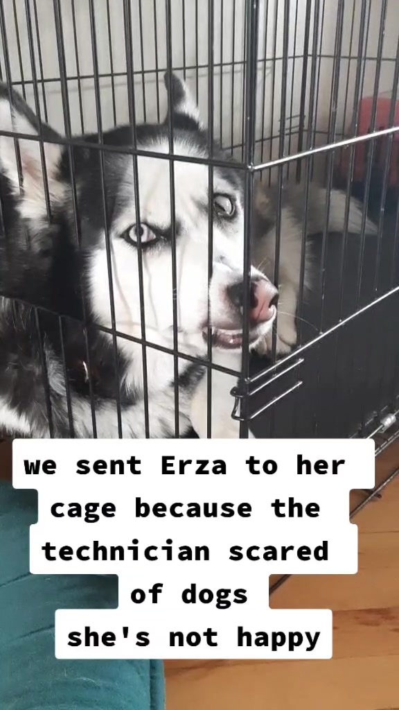 @Erzathehusky