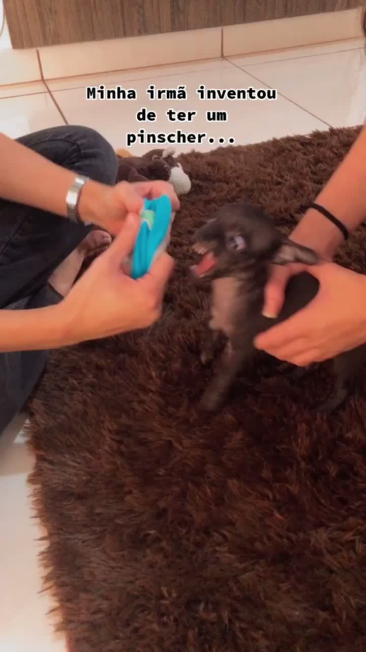 @loheseuspets
