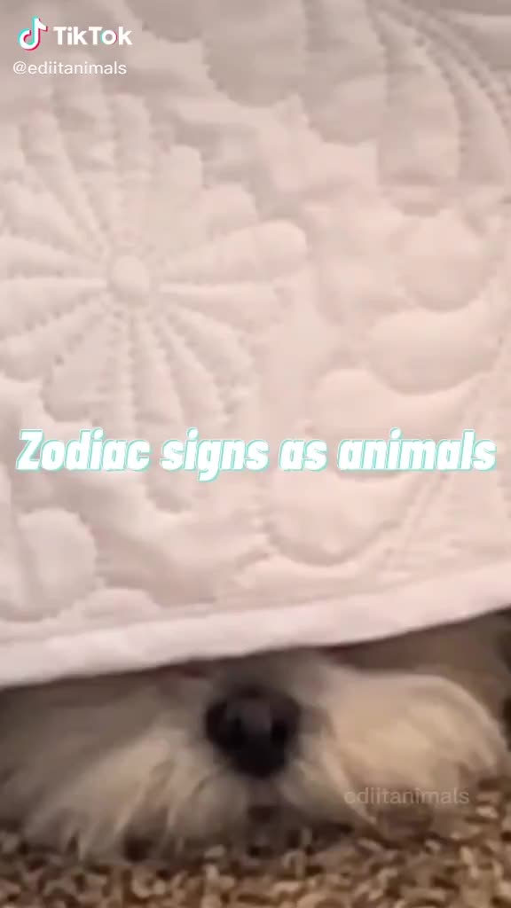 @zodiacs