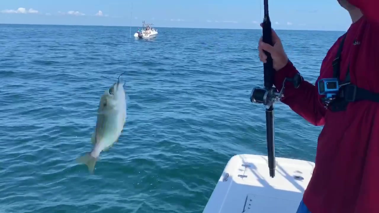 @fishfactstv
