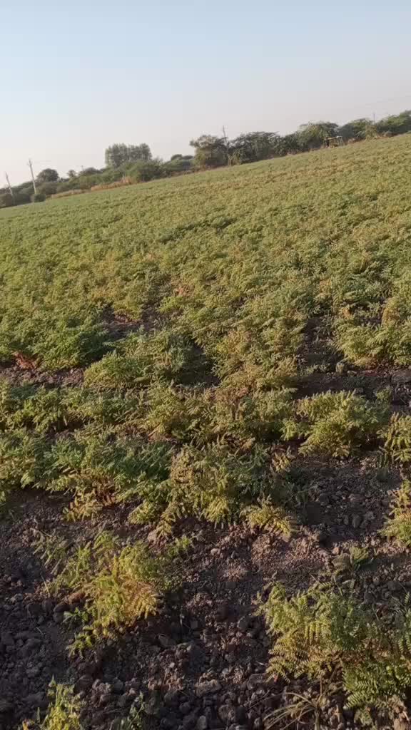 @💖સલી નો સોખીલો💖